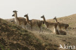 Guanaco (Lama guanicoe)