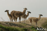 Guanaco (Lama guanicoe)