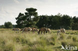 Haflinger paard (Equus spp)