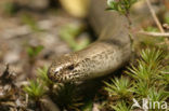 Hazelworm (Anguis fragilis) 