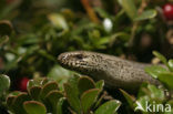 Hazelworm (Anguis fragilis) 