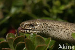 Slow Worm (Anguis fragilis)