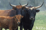 Heck cattle