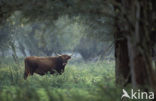 Heckrund (Bos taurus spp)