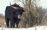 Heckrund (Bos taurus spp)