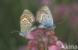 Heideblauwtje (Plebejus argus) 