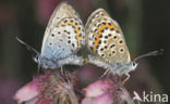 Heideblauwtje (Plebejus argus) 