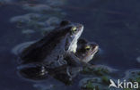 Moor Frog (Rana arvalis)