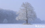 Common Lime (Tilia x vulgaris)