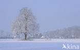 Hollandse linde (Tilia x vulgaris)