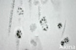 Dog (Canis domesticus)