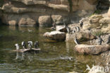 Humboldt penguin (Spheniscus humboldti) 