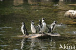 Humboldt penguin (Spheniscus humboldti) 