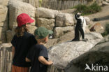 Humboldt penguin (Spheniscus humboldti) 