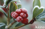 Japanese Skimmia (Skimmia japonica)