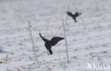 Eurasian Jackdaw (Corvus monedula)