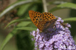 Keizersmantel (Argynnis paphia) 