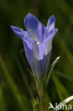 Klokjesgentiaan (Gentiana pneumonanthe) 