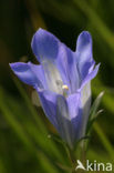 Klokjesgentiaan (Gentiana pneumonanthe) 