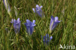 Klokjesgentiaan (Gentiana pneumonanthe) 