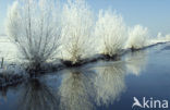 Knotwilg (Salix alba)