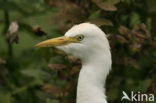 Cattle Egret (Bubulcus ibis)