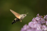 Kolibrievlinder (Macroglossum stellatarum)