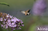 Humming-bird Hawk-moth (Macroglossum stellatarum)