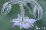 Borage (Borago officinalis)