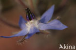Borage (Borago officinalis)
