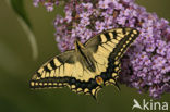 Swallowtail (Papilio machaon)