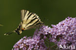 Scarce Swallowtail (Iphiclides podalirius)