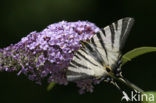 Scarce Swallowtail (Iphiclides podalirius)