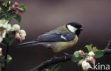 Koolmees (Parus major)