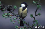 Koolmees (Parus major)