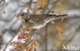 Fieldfare (Turdus pilaris)