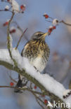 Fieldfare (Turdus pilaris)