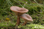 Kruidige melkzwam (Lactarius camphoratus) 