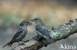 Red Crossbill (Loxia curvirostra)