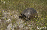 Tortoise (Testudo spec.)