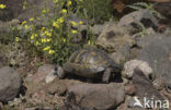 Tortoise (Testudo spec.)