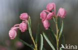 Bog-rosemary (Andromeda polifolia)