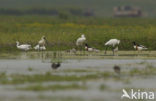 Eurasian Spoonbill (Platalea leucorodia)