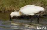 Eurasian Spoonbill (Platalea leucorodia)