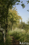 Moutain Ash (Sorbus)
