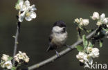 Matkop (Parus montanus) 