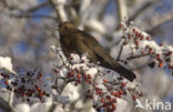 Eurasian Blackbird (Turdus merula)