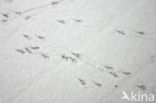 Merel (Turdus merula)