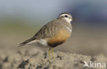 Eurasian Dotterel (Eudromias morinellus)