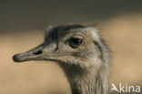 Greater Rhea (Rhea americana) 